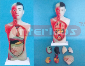 45 CM TALL THREE SEXES, BACK DISSECTION, HALF SKIN AND HALF MUSCLE, TORSO MODEL WITH HEAD (23 PCS)